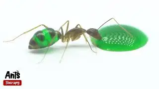 What Happens When Ant Sees a Drop of Green Liquid Candy
