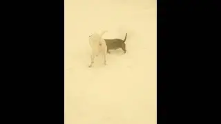 СТАФФОРД И КРАСОТКА ИГРАЮТ. домашние питомцы
