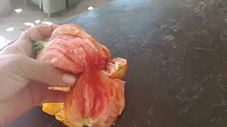 Страшный вредитель томатов🍅 моль ТУТА АБСОЛЮТА🥺🥺🥺