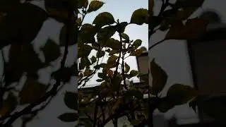 VN colour griding #teaching #photography #youtubeshorts #music