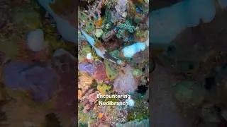 Sea Slug of the Ocean #nudibranch