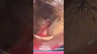 Little rats were born