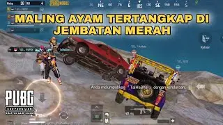 Maling Ayam - PUBG MOBILE