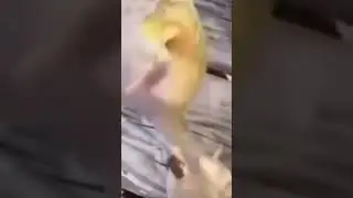 Frog jump 🐸🐸🐸 #meme #funny #shorts #recommended