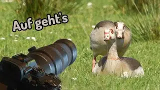 Vogelbeobachtung, von Baggersee zu Baggersee