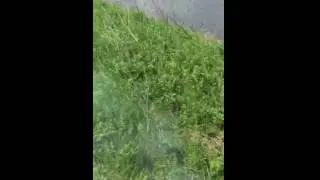 VID 20160530 WA0005