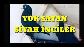 BLACK PEARLS PIGEONS POULTRY VISIT NECDET YILDIRIM