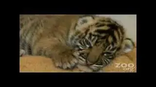 Маленький тигренок мяукает и зевает