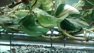 Reducir No3 en acuario con pothos