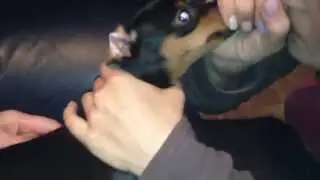Прикол Над Собакой  Ржач