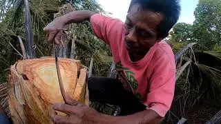 Wakatobi_Kaledupa : Hekonau'a / Menyadap Nira Aren