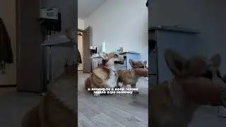 BEFORE GETTING A SECOND DOG ☝🏼 