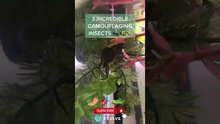 Incredible Camouflaging Insects | #insect #camouflage #shorts #viral