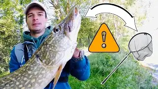 Ce brochet ne rentre PAS dans l’épuisette | ouverture 2020