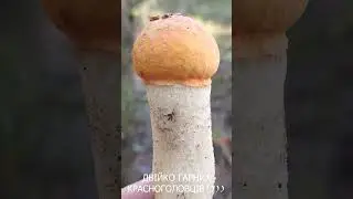Два гарненьких підосичника в лісі в серпні! #shorts #short
