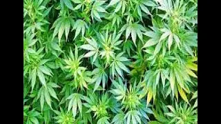 Vine - Weed makes you sick