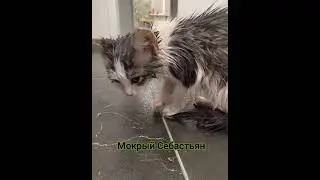 Себастьян модник