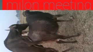 natural animal meeting|cow bull and buffalo|
