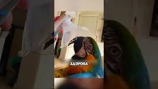 Мужчина спас брошенного попугая из мусорки, и тот стал его семьёй!