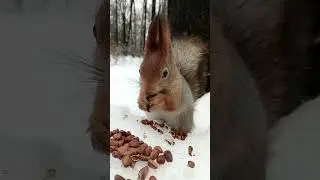 Белка ест орешки. Давно не снимал с такого ракурса / Squirrel eats nuts