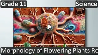Morphology of Flowering Plants Roots | Class 11 | Science | Biology | CBSE | ICSE | FREE Tutorial