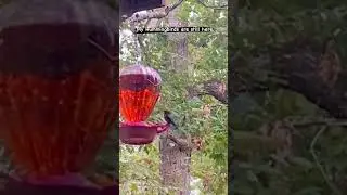 Hummingbird watching 