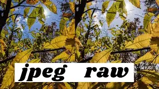 How to Shoot RAW on Smartphones - iPhone & Android