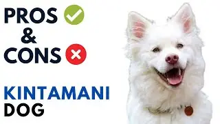 Kintamani Dog Pros and Cons | anjing kintamani Dog Advantages and Disadvantages