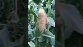 Супер сладкая кукуруза Роялти