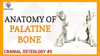 Palatine Bone Anatomy | Cranial osteology #3