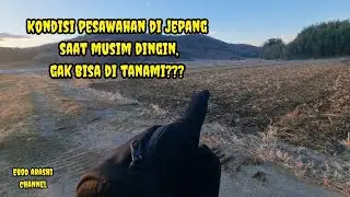 SUASANA PESAWAHAN MUSIM DINGIN DIPEDESAAN JEPANG🇯🇵