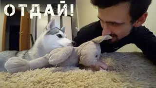 хаски Капелла просит мягкую игрушку