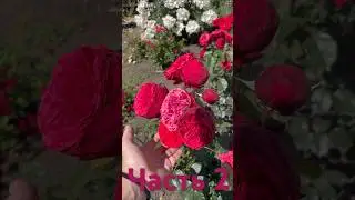 Ч 2. Обзор роз с названиями #дача #огород #розы #обзор #рекомендации #саженцы