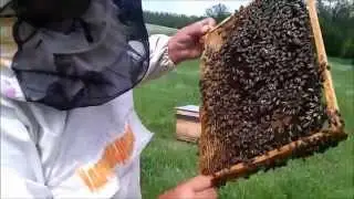 Первый осмотр-расширение, постановкой второго корпуса, семьи пчел из Башкирии.