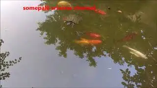 6.6 Pond as a habitat