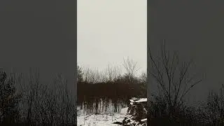 реакция птиц на первый снег.