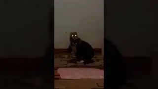 Мои котики