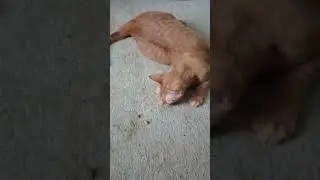 I gave my cat catnip and he did this (SHOCKING)!!!!!!