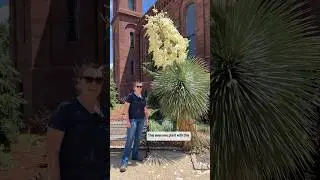 Horticulturist highlights Yucca rostrata.🌱 #Yucca #Horticulture #BotanicalGarden