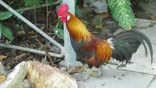 Живность около Храма Истины