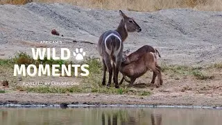Crocodiles, Elephants And Twins | Wild Moments Show | March 28