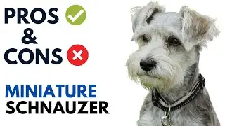 Miniature Schnauzer Dog Pros and Cons | Miniature Schnauzer Advantages and Disadvantages