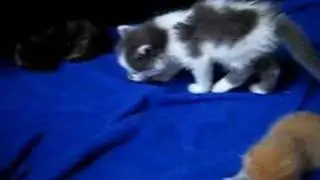 6-week old Rory meets 2 week old fosters!
