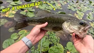 SNAKEHEAD HUNTING 2025! (How Long Is This Gonna Take?!)