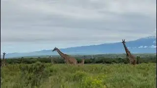 Africa to the World visit Arusha National park and experience beautiful view of mount Kilimanjaro