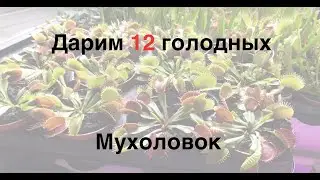 Конкурс 12 мухоловок