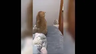 Tiktok Funny Pets