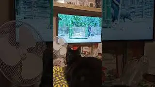 Бесконечно можно смотреть на три вещи...
