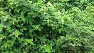 nature scenery #nature