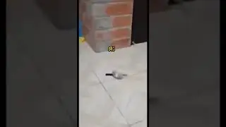 мем №5